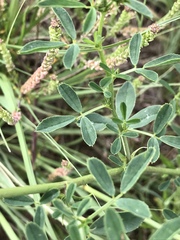 Medicago sativa sativa
