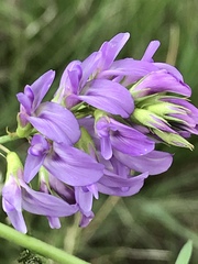 Medicago sativa sativa