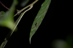 Paratrigonidium nitidum