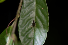Paratrigonidium nitidum