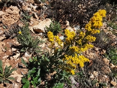 Solidago hintoniorum