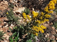 Solidago hintoniorum