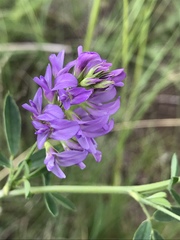 Medicago sativa sativa
