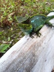 Enyalioides oshaughnessyi
