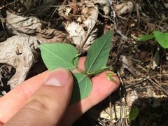 Amphicarpaea bracteata