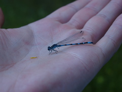Coenagrion ornatum