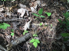 Amphicarpaea bracteata