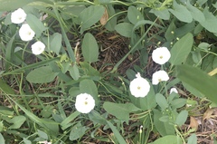 Convolvulus arvensis