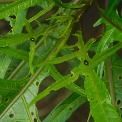 Psylliodes brettinghami