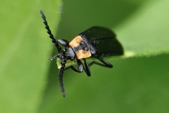 Calochromus perfacetus