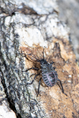 Halyomorpha halys
