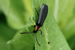 Calochromus perfacetus