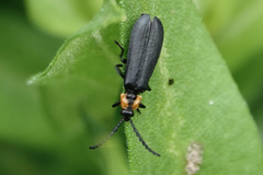 Calochromus perfacetus
