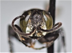 Tachysphex pechumani