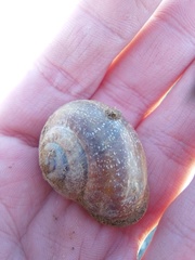 Otala punctata