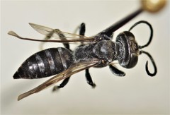 Tachysphex pechumani