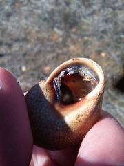 Otala punctata