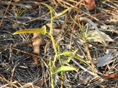 Smilax bona-nox image