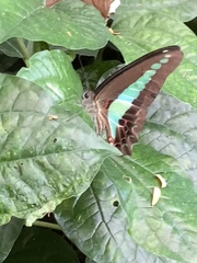 Graphium sarpedon luctatius