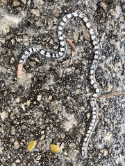 Calliophis intestinalis