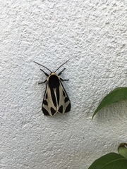 Dysschema centenaria