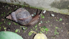 Lissachatina fulica