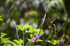 Lampornis