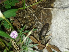 Actenodes chalybaeitarsis