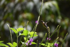 Lampornis