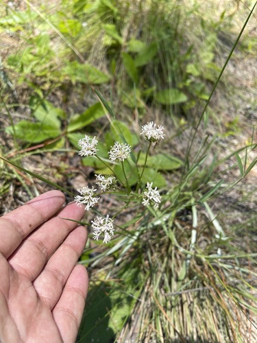 Pineland Barbara's-buttons (Marshallia ramosa)