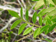 Rhus copallina image