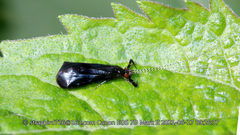 Mystacides azureus