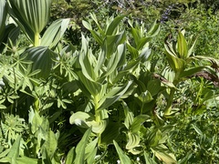 Veratrum californicum