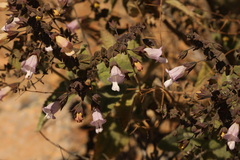 Lepechinia cardiophylla