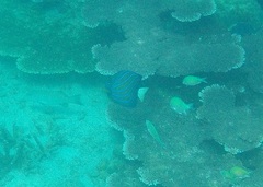 Pomacanthus annularis