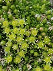 Stellaria dicranoides
