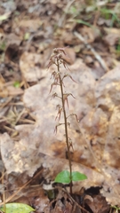 Neottia bifolia