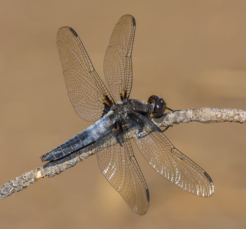Chalk-fronted Corporal