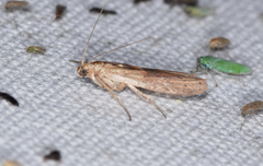 Macrorrhinia endonephele