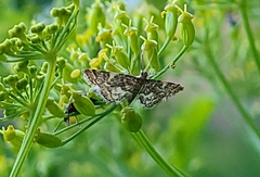 Steniini
