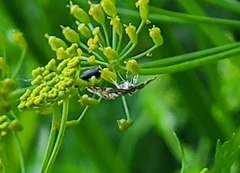 Steniini