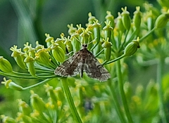 Steniini