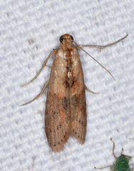 Macrorrhinia endonephele