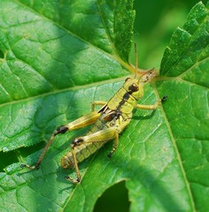 Acrididae
