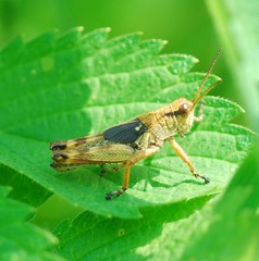Acrididae