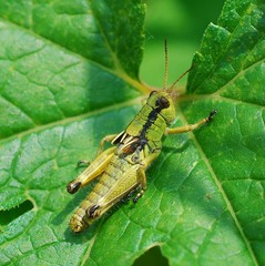 Acrididae