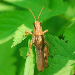 Acrididae