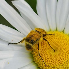 Lasiotrichius succinctus