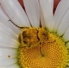 Lasiotrichius succinctus