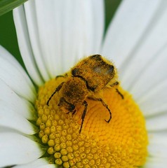 Lasiotrichius succinctus